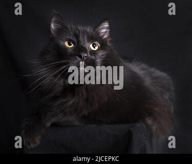 Gatto nero pelato piuttosto lungo seduto e posato su uno sfondo nero. Foto Stock