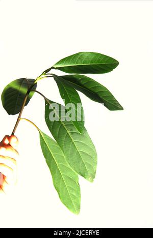 Foglie di una specie di cinchona non identificata a Lembang, West Bandung, West Java, Indonesia. Foto Stock