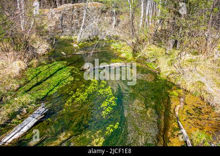 Bel torrente turchese dal lago geyser nelle foreste di Altai in Siberia, vista dalla riva Foto Stock