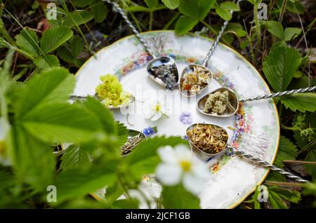 Raccolte erbe mediche su cucchiai sul piatto. Raccolta di erbe fresche verdi. Medicina alternativa di erbe. Raccolta di erbe medicinali. Messa a fuoco selettiva Foto Stock