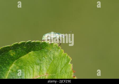 Primo piano Polydrusus formosus sinonym Polydrusus sericeus, un guinzolo a naso largo della famiglia Curculionidae, sottofamiglia Entiminae. Su una foglia di mela. Foto Stock