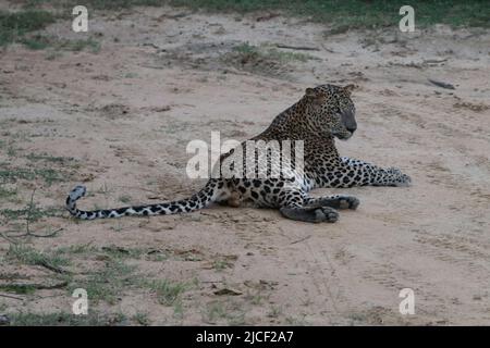 Fauna selvatica in Sri Lanka - Parco Nazionale di Yala Foto Stock