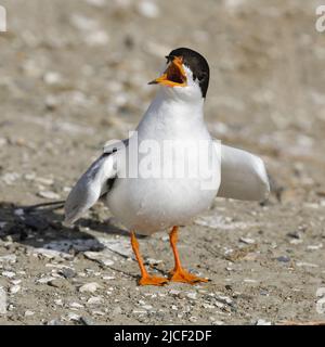 Adulto Forster's Tern chiamata. Shoreline Lake and Park, contea di Santa Clara, California, Stati Uniti. Foto Stock