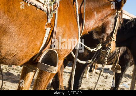 Cavallo bruno con sella e staffe legate a palo con gruppo sulla spiaggia a la Serena, Cile Foto Stock