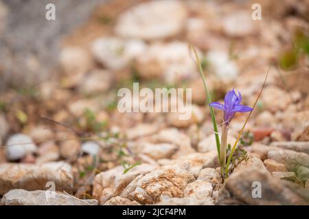 Moraea sisyrinchium o Gynandriris sisyrinchium, noto anche come barbary Nut. Piccoli iridi selvatici. Si trova facilmente in Turchia, regione mediterranea. Foto Stock