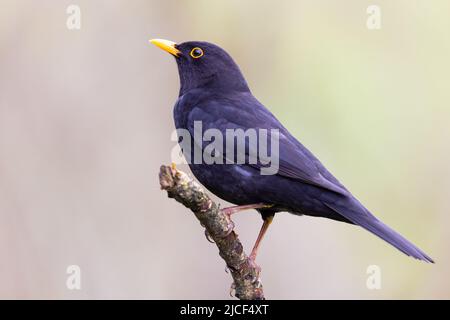 Maschio Blackbird [ Turdus merula ] arroccato sul bastone con sfondo fuori fuoco Foto Stock