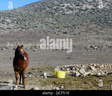 Un bel cavallo in una fattoria a Kamas / Samak regione dello Utah, USA. Foto Stock