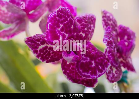 Orchid Phalaenopsis Lioulin Wild Cat. Boccioli bianchi viola punteggiati e macchiati. Fiore rosa Borgogna. Primo piano delle orchidee. Varietà rara. Foto Stock