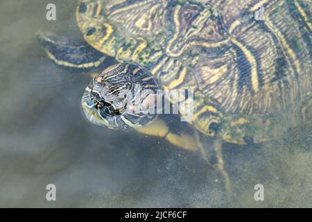 Uno slider dalle orecchie rosse, Trachemys scripta elegans, si estende per l'aria in una paludosa palude a South Padre Island, Texas. Foto Stock