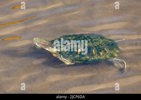 Uno slider dalle orecchie rosse, Trachemys scripta elegans, si estende per l'aria in una palude paludosa a South Padre Island, Texas. Foto Stock