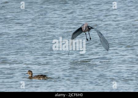 Un'Egret rossastra, Egretta rufescens, che vola sulla Laguna Madre, South Padre Island, Texas. Foto Stock