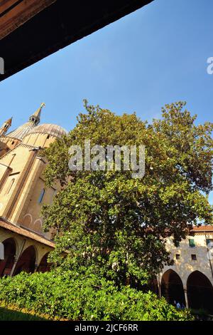 Padova, 13 giugno 2022. Chiesa di Sant'Antonio. La magnolia antica e grande nel centro del chiostro. È incluso nella lista degli alberi monumentali italiani Foto Stock