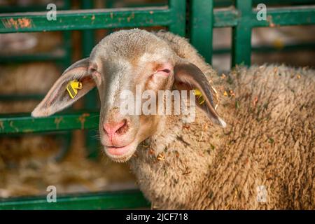 Merinolandschaf o razza Merino di pecora domestica in penna di fattoria. Questa razza è nota anche come Wurttemberger. Messa a fuoco selettiva. Foto Stock