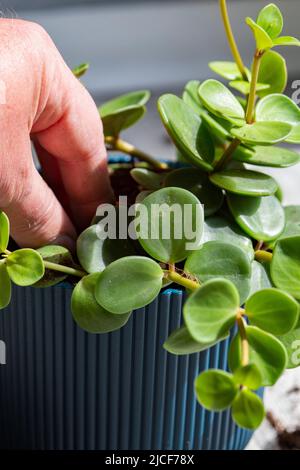 Peperomia tetrafilla, conosciuta come ghianda o peperomia a quattro foglie, piantata in un vaso blu al chiuso. Foto Stock