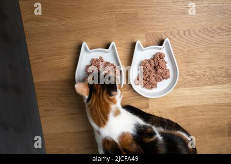 vista dall'alto di calico gatto mangiare cibo umido gatto Foto Stock