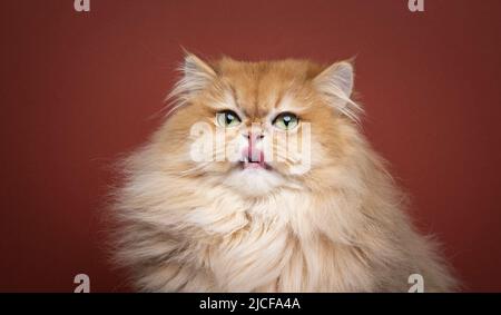 affamato morbido guscio d'oro britannico longhair kitty leccare le labbra Foto Stock