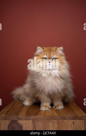 carino morbido guscio dorato ritratto gatto longhair britannico con spazio copia Foto Stock