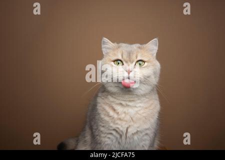 naughty gatto britannico shorthair che attacca la lingua su sfondo marrone con spazio copia Foto Stock