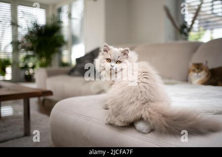 gatto soffice e carino seduto sul divano nel soggiorno moderno che si affaccia sulla spalla Foto Stock