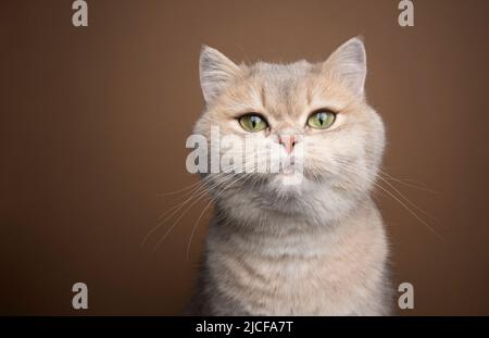 miele blu oro ombreggiato british shorthair gatto con occhi verdi ritratto Foto Stock