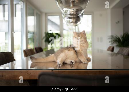 gatto britannico fawn shorthair che riposa sul tavolo da pranzo in interni moderni Foto Stock