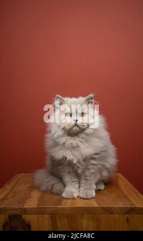 giovane ritratto di gatto longhair britannico soffice con spazio di copia Foto Stock
