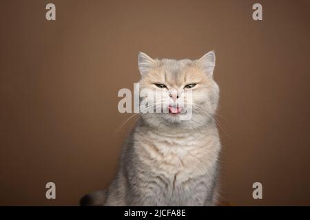 naughty gatto britannico shorthair che attacca la lingua su sfondo marrone con spazio copia Foto Stock