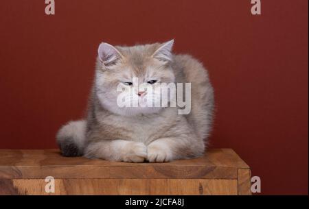 gatto britannico shorthair sdraiato sulla parte anteriore che guarda infastidito o irritato Foto Stock