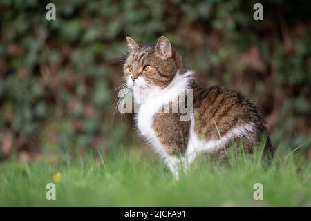 gatto tabby seduto sull'erba osservando il giardino Foto Stock