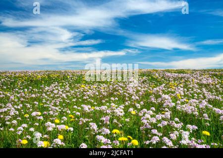Mare di fiori di giallo e bianco fioritura dente di leone e meadowfoam sotto il cielo blu e le nuvole Foto Stock