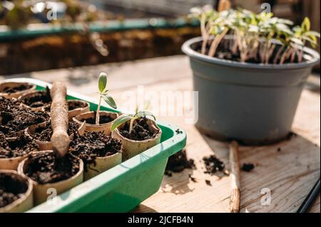 Pungendo i giovani pianta di pomodoro Foto Stock