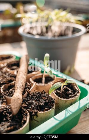 Pungendo i giovani pianta di pomodoro Foto Stock