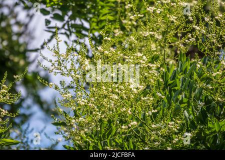 Foglie verdi dell'altissima Ailanthus. Ailanthus altissima, comunemente noto come albero del cielo, ailanthus, albero di vernice, o come chouchun Foto Stock