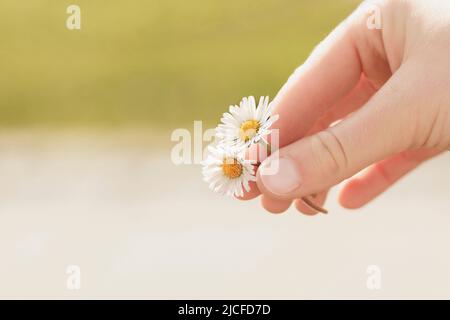 Mano della donna che tiene i fiori della margherita Foto Stock