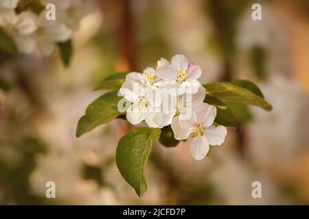 Primavera, melo fiorente, ramo con fiori bianchi, primo piano Foto Stock