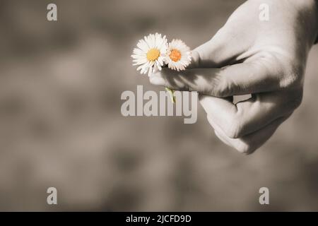 Mano donna con fiori a margherita, bianco e nero con effetto colore Foto Stock