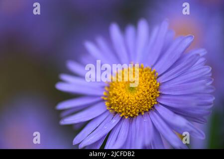 Fiore viola dell'astro alpino (Aster alpinus), Germania Foto Stock