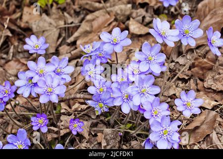 Luverwort, blu-viola primavera bloomer in foreste decidue Foto Stock
