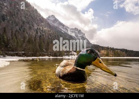 Primavera al Ferchensee sopra Mittenwald. Un anatra curioso drake pone di fronte alla macchina fotografica, sullo sfondo il Wetterstein, cielo blu e qualche neve Foto Stock