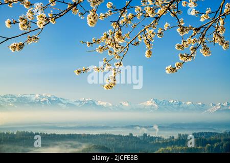 Ammira la valle dell'Illertal fino alle Alpi Allgäu innevate in una giornata di sole in primavera. Incorniciata da albero di frutta fiorente. Baviera, Germania Foto Stock