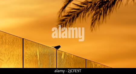 Sparrow e palma alla luce del mattino, Ibiza città, Playa d'en Bossa Foto Stock