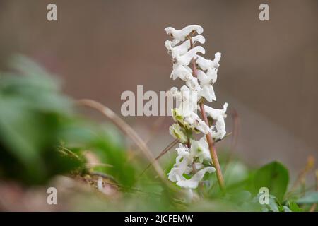 Fiori in primavera, sperone cavo, corydalis cava, fiori bianchi, primo piano Foto Stock