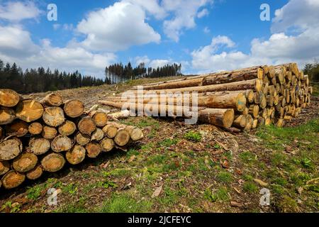 04/27/2022, Hilchenbach, Renania Settentrionale-Vestfalia, Germania - il dieback della foresta nel distretto di Siegen-Wittgenstein in Sauerland, la siccità e il coleottero della corteccia danneggiano gli alberi di abete rosso nella foresta di conifere. Le foreste morte di abete rosso sono state abbattute. Foto Stock