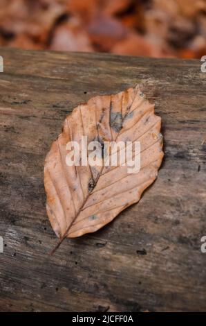 Foglie marroni del Fagus silvatica, noto anche come Faggio comune o Faggio europeo su sfondo di legno sul terreno boschivo durante la stagione autunnale Foto Stock