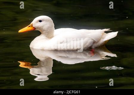 American Pekin aka White Pekin o Long Island Duck al WWT Arundel Wetland Center, Arundel, West Sussex, Regno Unito, Foto Stock