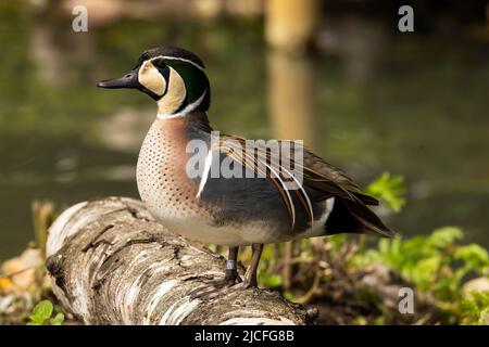 Baikal Teal aka Squawk Duck o Bimaculate Duck al WWT Arundel Wetland Center, Arundel, West Sussex, Regno Unito, Foto Stock