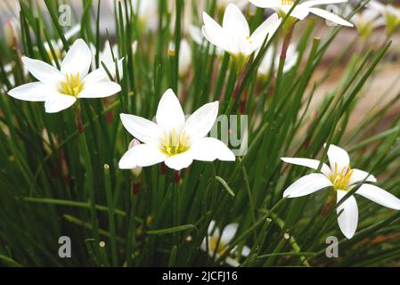 Tre Zephyranthes bianchi Candida (giglio di pioggia bianco o giglio di palude peruviano) Fiori a RHS Garden Harlow Carr, Harrogate, Yorkshire, Inghilterra, Regno Unito. Foto Stock