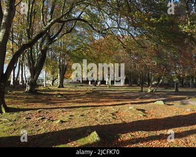 Sotto il baldacchino di foglie di faggio a Clava Cairns in pieno autunno colori. I Cairns sono tombe di passaggio dell'età del bronzo, cairns ad anello e pietre in piedi. Foto Stock