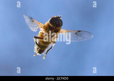 Hoverfly, Eristalis tinivax, in volo, testa a testa Foto Stock