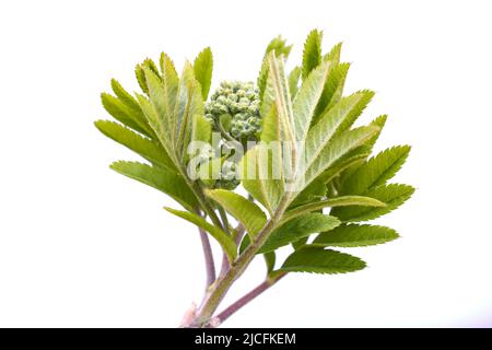 Cenere di montagna, rowan, foglie, aprire Foto Stock